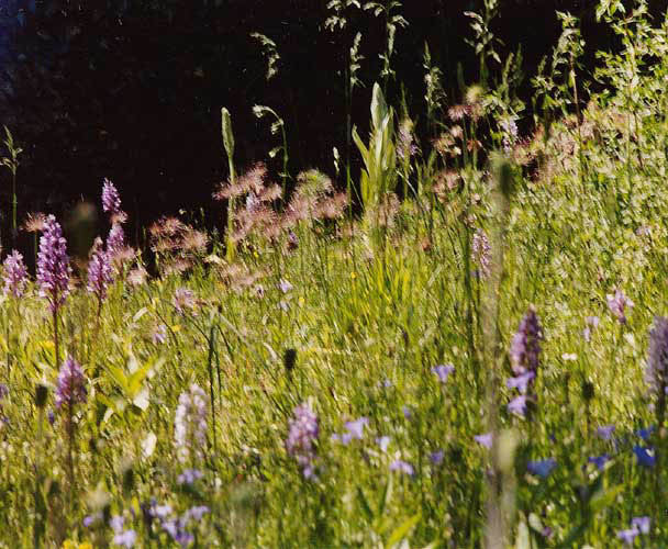 Orchis,Himantoglossum